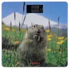 სასწორი Ardesto Scales for floor MARMOT, 150кг, 2хААА included,glass, multi-colored - TechMall.geსასწორი Ardesto Scales for floor MARMOT, 150кг, 2хААА included,glass, multi-colored - TechMall.ge ,სასწორი Ardesto Scales for floor MARMOT, 150кг, 2хААА included,glass, multi-colored - TechMall.ge